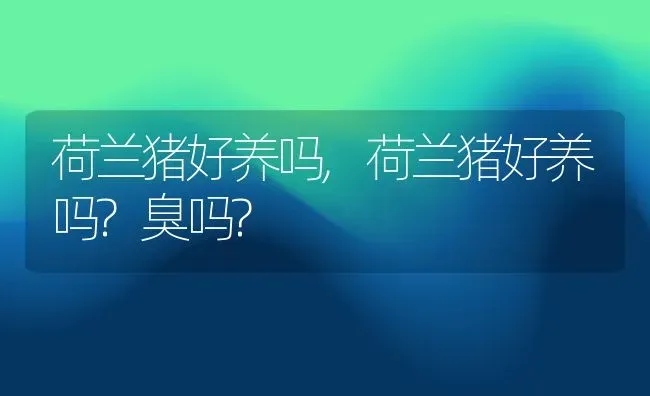 荷兰猪好养吗,荷兰猪好养吗?臭吗? | 宠物百科知识