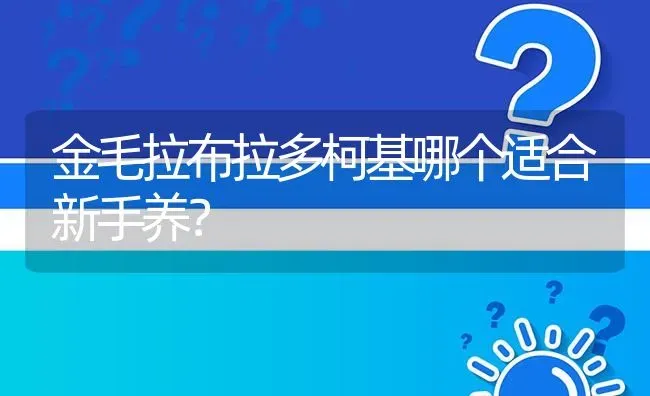 金毛拉布拉多柯基哪个适合新手养？ | 动物养殖问答