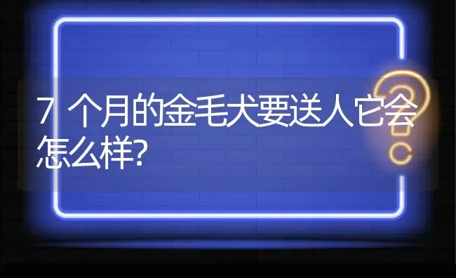 7个月的金毛犬要送人它会怎么样？ | 动物养殖问答