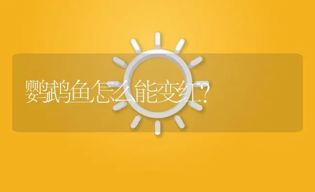 鹦鹉鱼怎么能变红？ | 鱼类宠物饲养