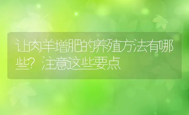 让肉羊增肥的养殖方法有哪些？注意这些要点 | 动物养殖百科