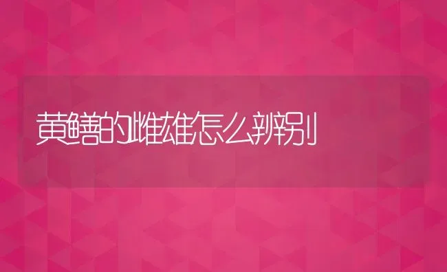 黄鳝的雌雄怎么辨别 | 动物养殖百科