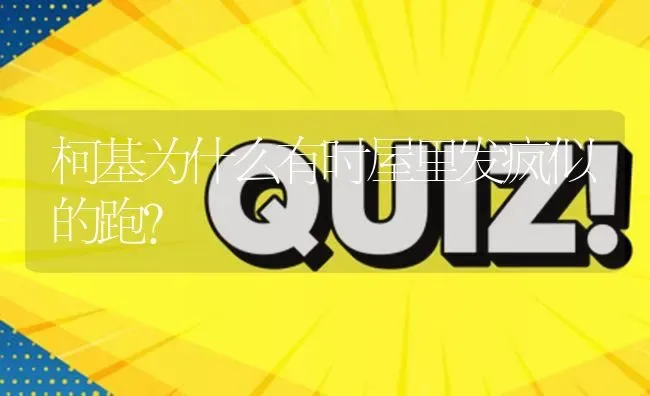 柯基为什么有时屋里发疯似的跑？ | 动物养殖问答