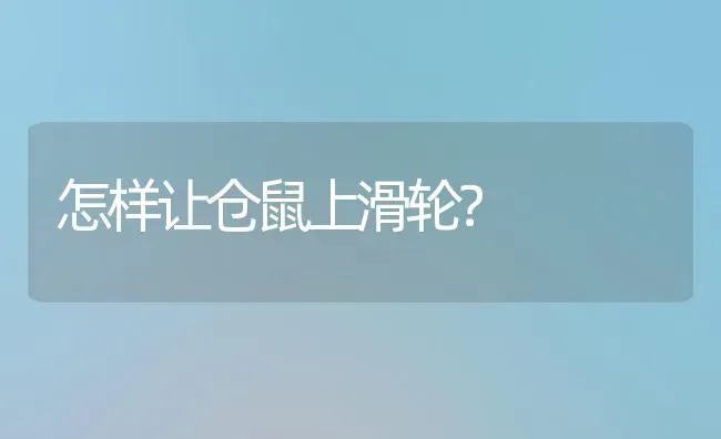 怎样让仓鼠上滑轮？ | 动物养殖问答