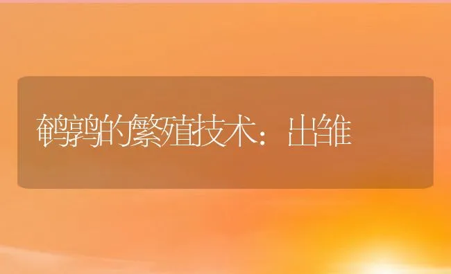 鹌鹑的繁殖技术：出雏 | 动物养殖学堂