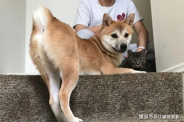 养秋田犬的人都后悔了,秋田犬为什么不太适合喂养？