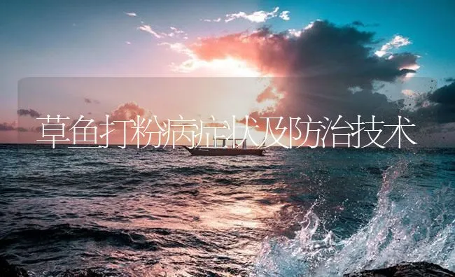 草鱼打粉病症状及防治技术 | 海水养殖技术