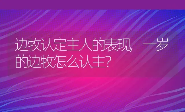 边牧认定主人的表现,一岁的边牧怎么认主？ | 宠物百科知识