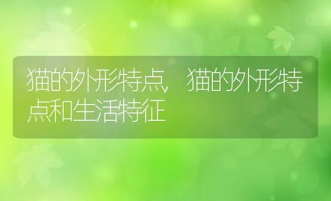 黄鼠狼吃什么食物,黄鼠狼吃什么食物为主 | 宠物百科知识