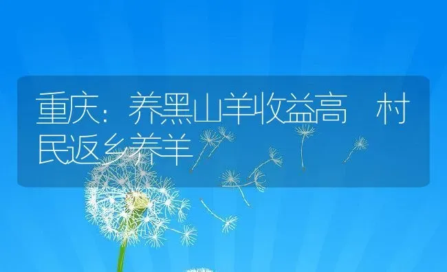 重庆：养黑山羊收益高 村民返乡养羊 | 动物养殖教程