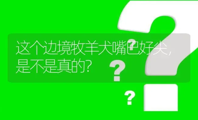 这个边境牧羊犬嘴巴好尖，是不是真的？ | 动物养殖问答