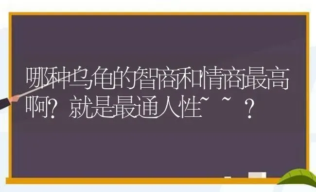 哪种乌龟的智商和情商最高啊?就是最通人性~~？ | 动物养殖问答