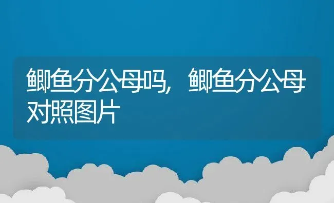 鲫鱼分公母吗,鲫鱼分公母对照图片 | 宠物百科知识