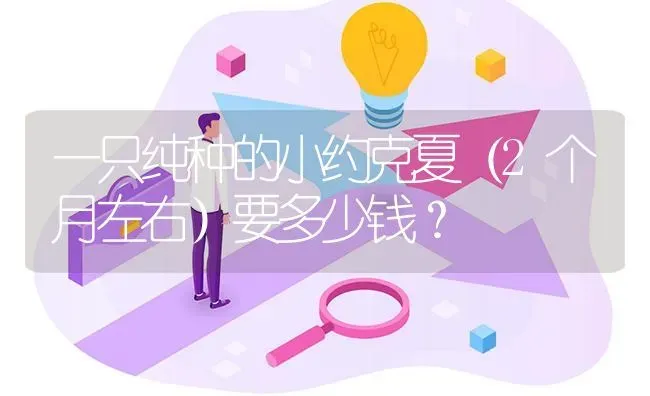 一只纯种的小约克夏（2个月左右）要多少钱？ | 动物养殖问答