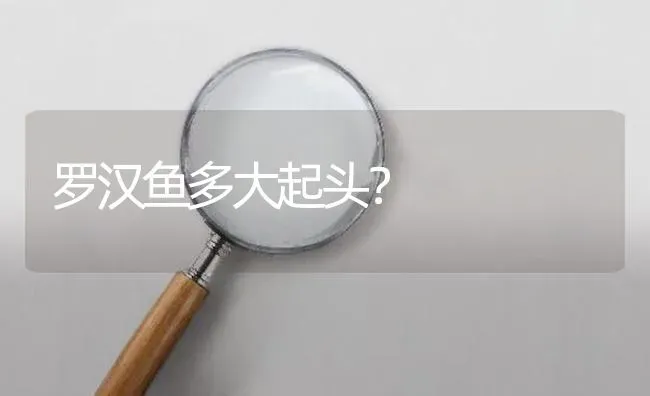 罗汉鱼多大起头？ | 鱼类宠物饲养