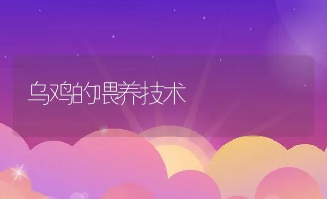 乌鸡的喂养技术 | 家畜养殖技术