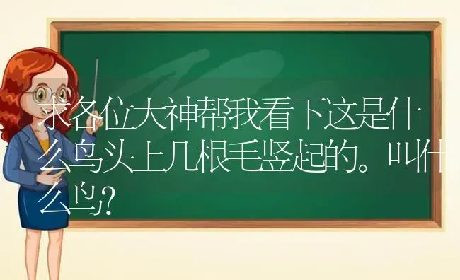 求各位大神帮我看下这是什么鸟头上几根毛竖起的。叫什么鸟？ | 动物养殖问答