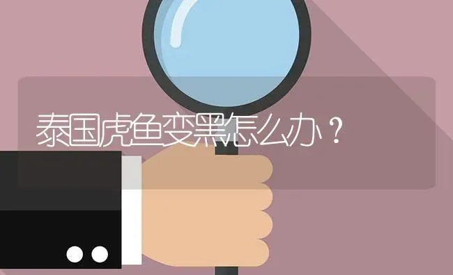 变色龙解读？ | 鱼类宠物饲养