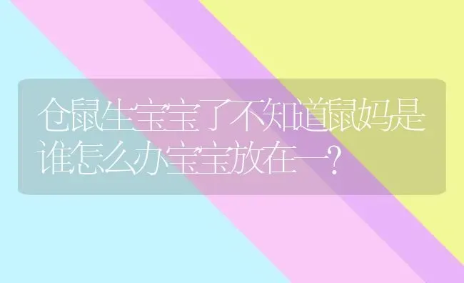 仓鼠生宝宝了不知道鼠妈是谁怎么办宝宝放在一？ | 动物养殖问答