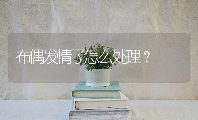 布偶发情了怎么处理？ | 动物养殖问答