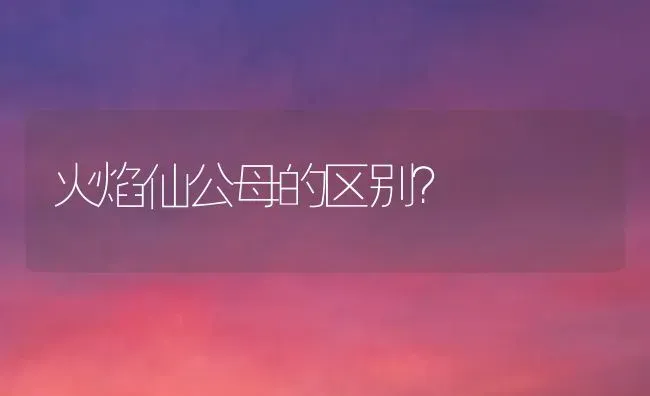 火焰仙公母的区别？ | 动物养殖问答