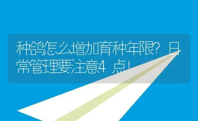 种鸽怎么增加育种年限？日常管理要注意4点！ | 动物养殖百科