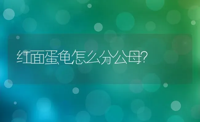 红面蛋龟怎么分公母？ | 动物养殖问答