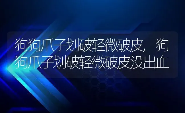 狗狗爪子划破轻微破皮,狗狗爪子划破轻微破皮没出血 | 宠物百科知识