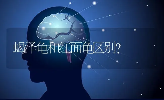 蝎泽龟和红面龟区别？ | 动物养殖问答