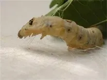 蚕养殖喜获丰收