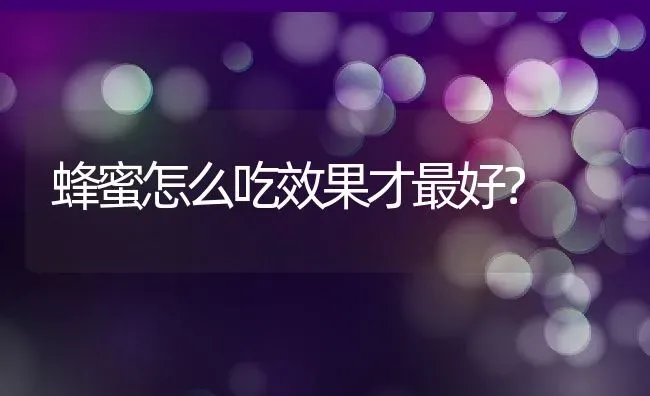 蜂蜜怎么吃效果才最好？ | 动物养殖百科