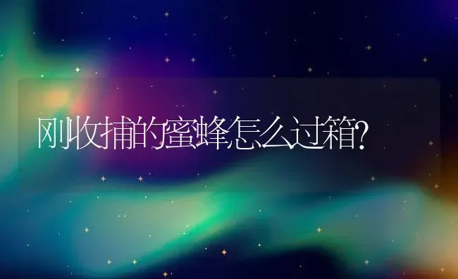 刚收捕的蜜蜂怎么过箱? | 动物养殖百科