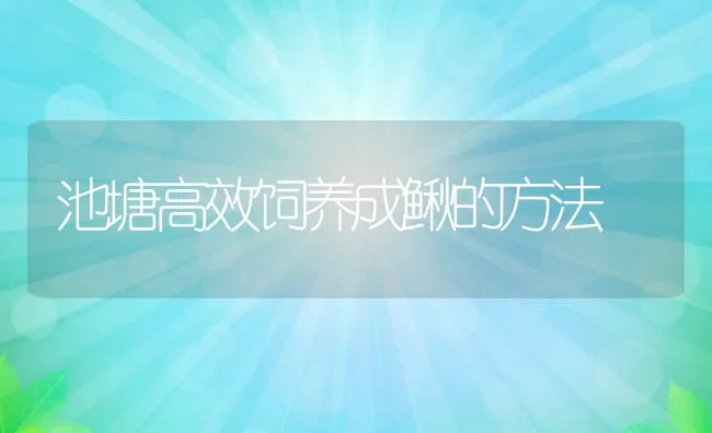 池塘高效饲养成鳅的方法 | 动物养殖饲料