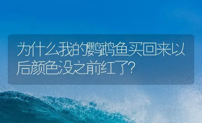 为什么我的鹦鹉鱼买回来以后颜色没之前红了？ | 鱼类宠物饲养