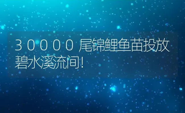 30000尾锦鲤鱼苗投放碧水溪流间！ | 动物养殖教程