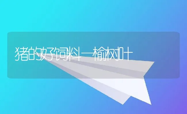 信鸽的饲养和管理 | 动物养殖学堂