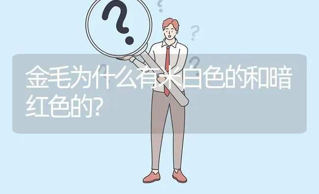 金毛为什么有米白色的和暗红色的？ | 动物养殖问答