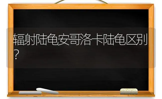 辐射陆龟安哥洛卡陆龟区别？ | 动物养殖问答