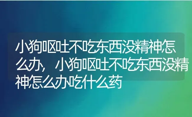 小狗呕吐不吃东西没精神怎么办,小狗呕吐不吃东西没精神怎么办吃什么药 | 宠物百科知识