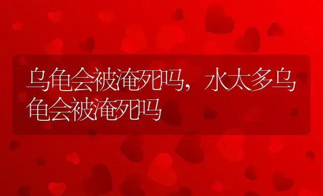 乌龟会被淹死吗,水太多乌龟会被淹死吗 | 宠物百科知识