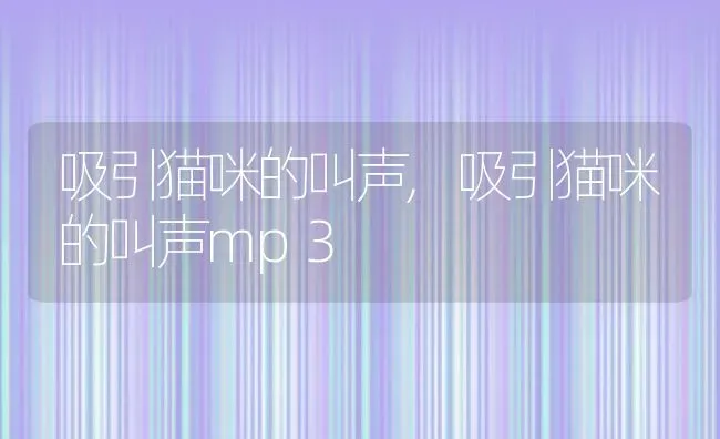 吸引猫咪的叫声,吸引猫咪的叫声mp3 | 宠物百科知识