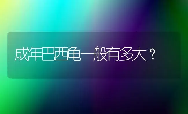 成年巴西龟一般有多大？ | 动物养殖问答