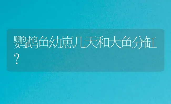 鹦鹉鱼幼崽几天和大鱼分缸？ | 鱼类宠物饲养