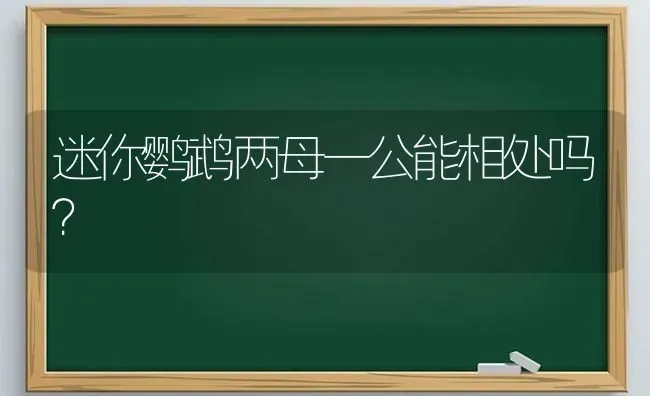 迷你鹦鹉两母一公能相处吗？ | 动物养殖问答