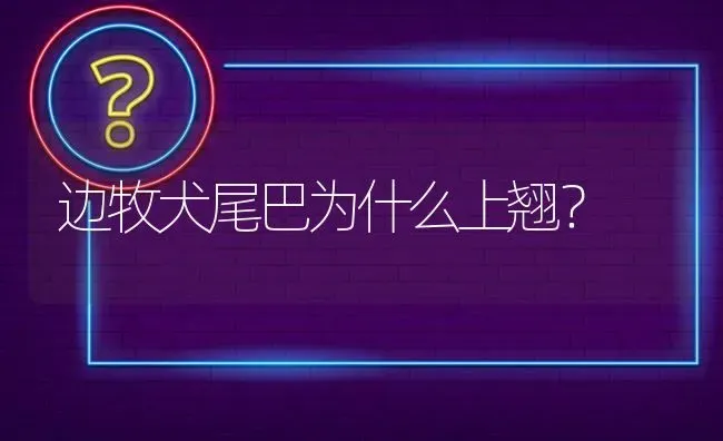 边牧犬尾巴为什么上翘？ | 动物养殖问答