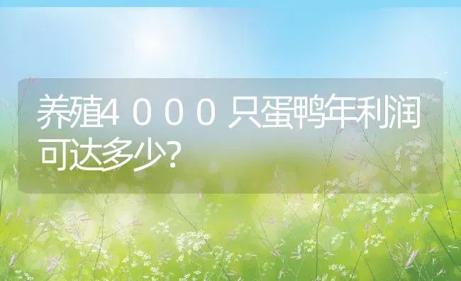 养殖4000只蛋鸭年利润可达多少？ | 动物养殖百科