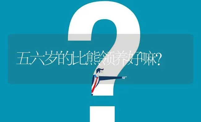 五六岁的比熊领养好嘛？ | 动物养殖问答