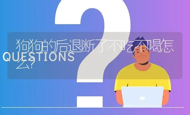 狗狗的后退断了不吃不喝怎么？ | 动物养殖问答