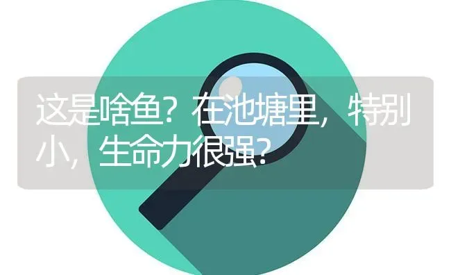 这是啥鱼？在池塘里，特别小，生命力很强？ | 鱼类宠物饲养