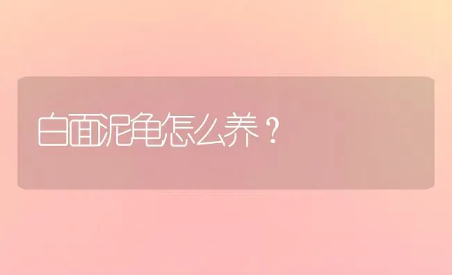 白面泥龟怎么养？ | 动物养殖问答